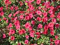 Cherry Wave Petunia / Petunia 